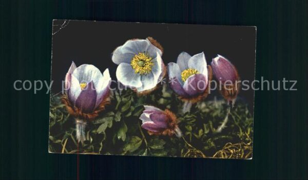 Blumen Anemone vernalis Frühlingsanemone