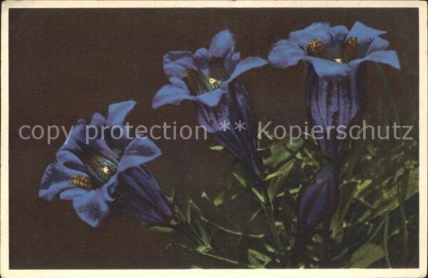 Blumen Kochscher Enzian Gentiana Kochiana