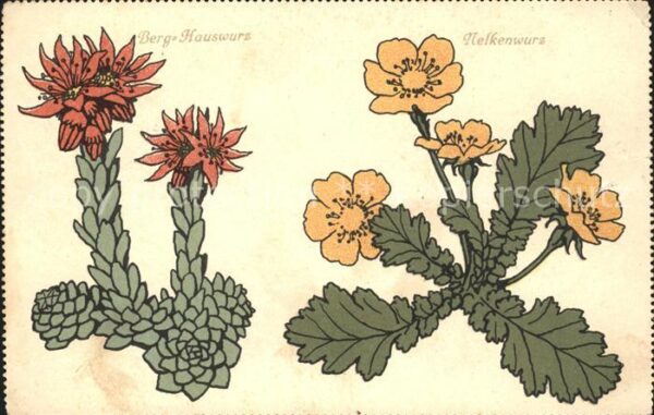 Blumen Berg-Hauswurz Nelkenwurz