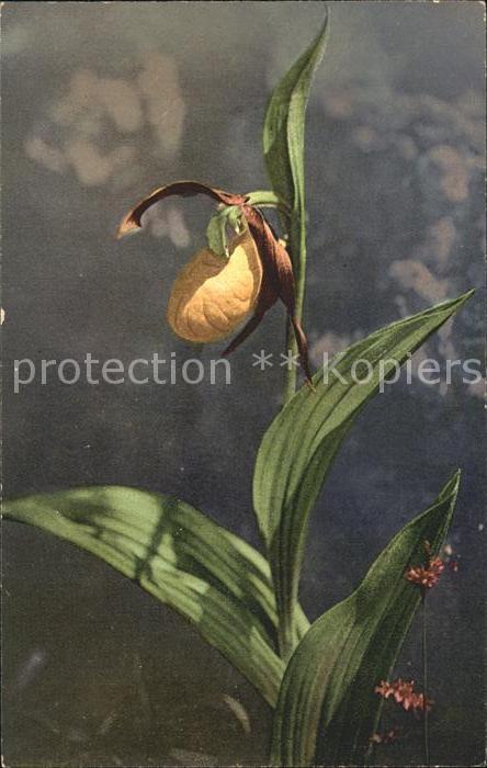 Blumen Frauenschuh Cypripedium calceolus