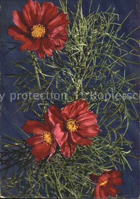 Blumen Doppelt-Gefiederte Cosmea