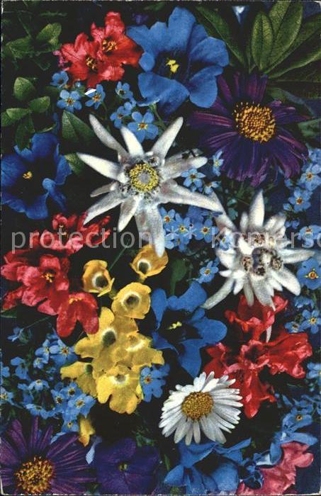 Blumen Edelweiss Enziane Vergissmeinnicht Alpe