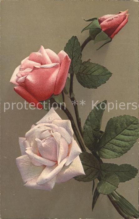 Rosen