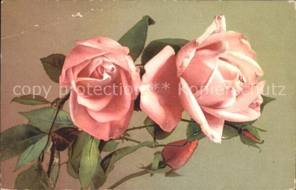 Verlag NLG Nr. 112 Rosen