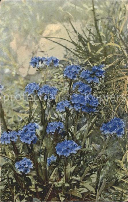 Verlag Photochromie Nr. 457 Myosotis alpestris Alpen-Vergissmei