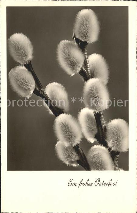 Foto Amag Nr. 69530 Ostern Weidenkätzchen