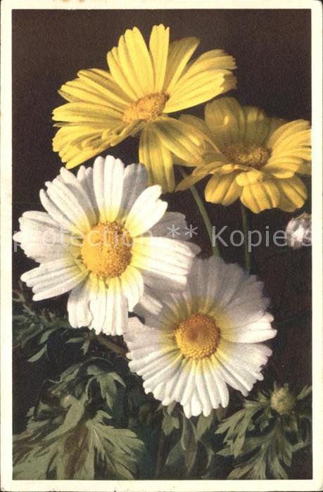 Blumen Saatwucherblume Corn-Marygold Chrysanth