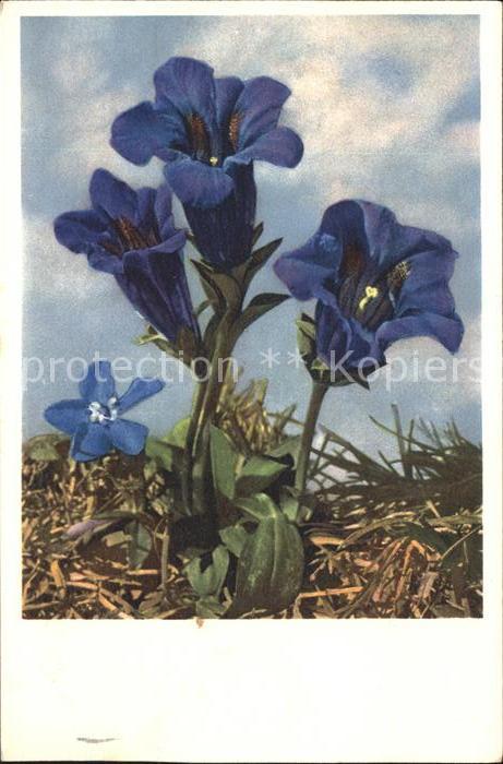 Blumen Kochscher Enzian Gentiana Kochiana