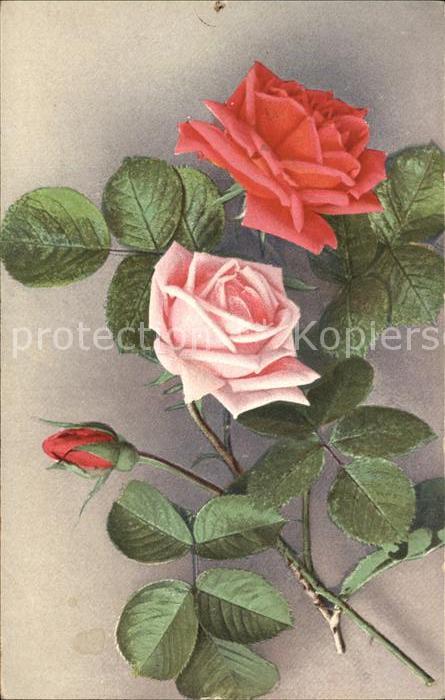 Verlag NLG Nr. 256 Rosen
