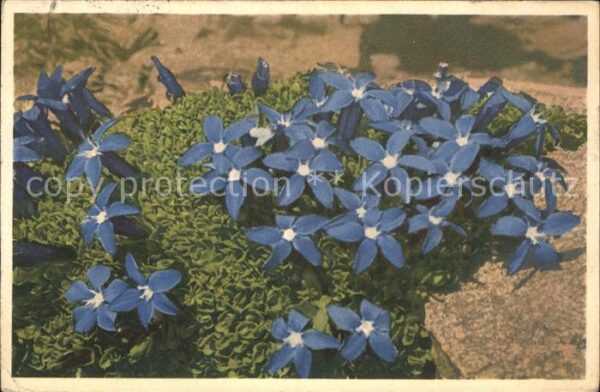 Blumen Bayrischer Enzian Gentiana bavarica