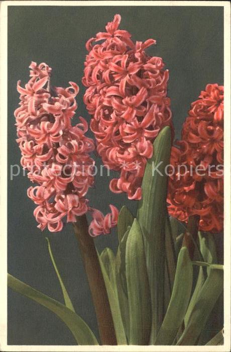 Blumen Hyazinthe Hyacinthus orientalis