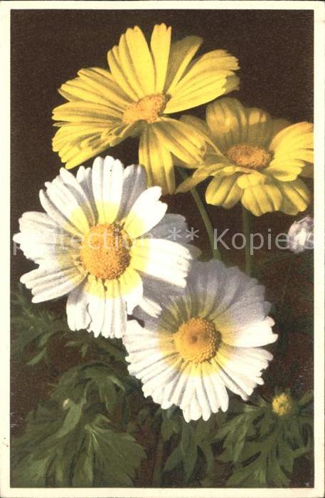 Blumen Saat-Wucherblume Chrysanthemum segetum