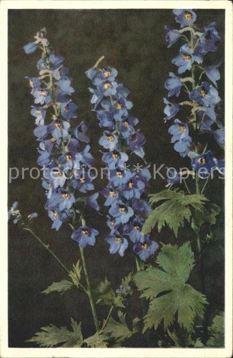 Blumen Rittersporn Delphinium Cappuccio