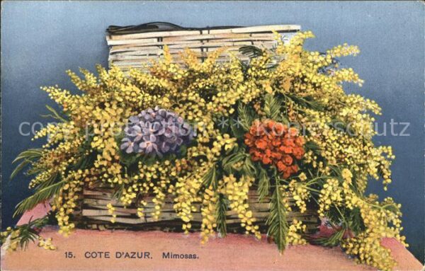 Blumen Mimose Primel Veilchen Cote d_Azur