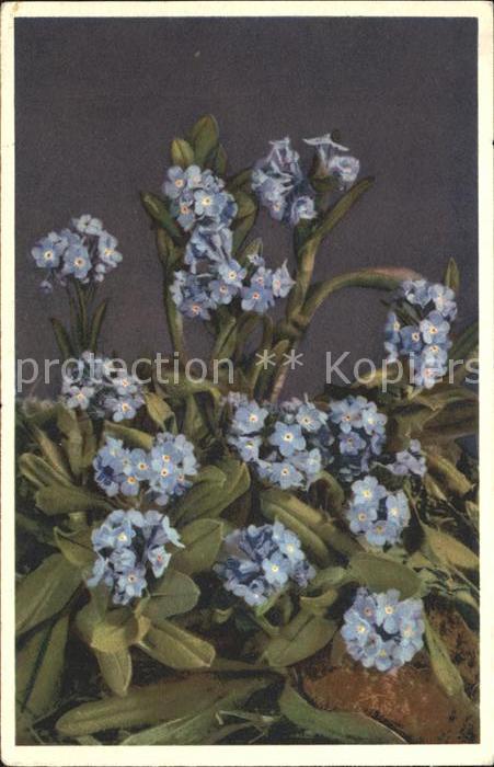 Blumen Alpen-Vergissmeinnicht Myosotis alpestr