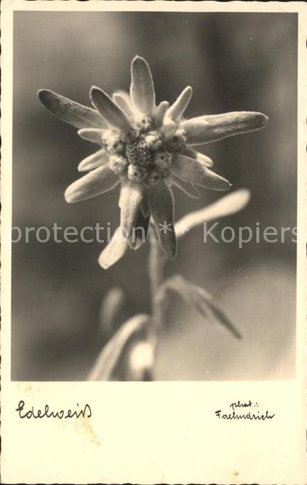 Edelweiss