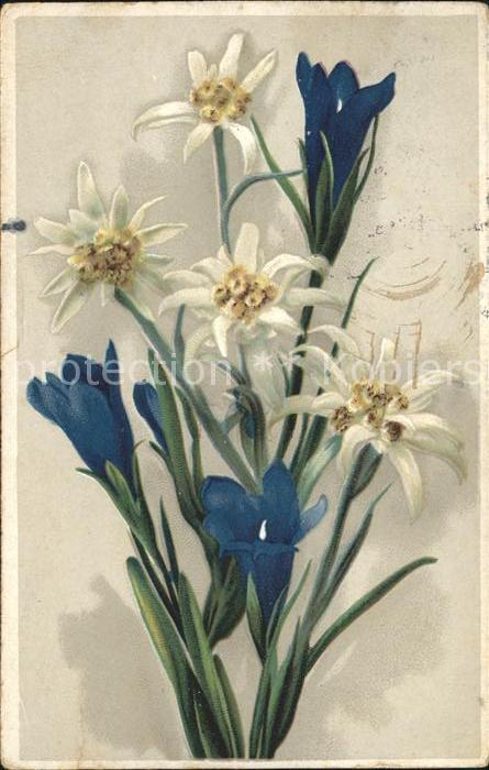 Edelweiss Enziane