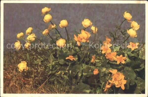 Blumen Trollblume Trollius europaeus Buttercup