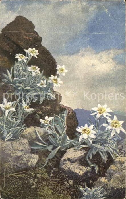 Verlag Photochromie Nr. 1322 Edelweiss Leontopodium alpinum