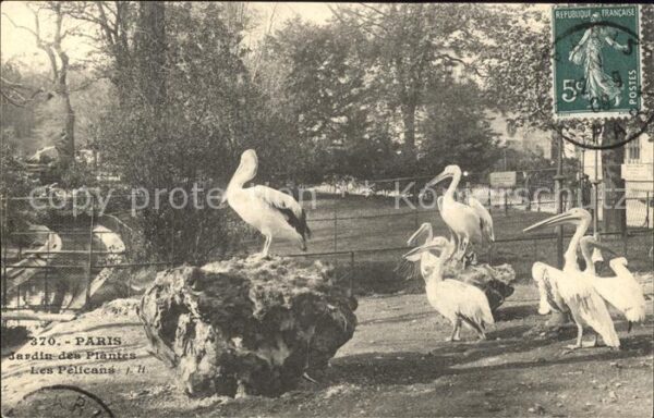 Voegel Pelikane Paris Jardin des Plantes Pelic