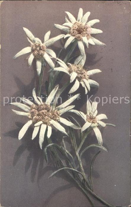 Edelweiss