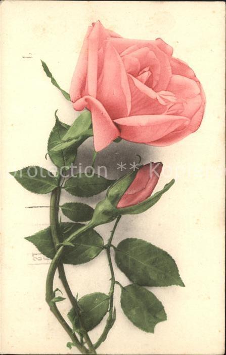 Rosen