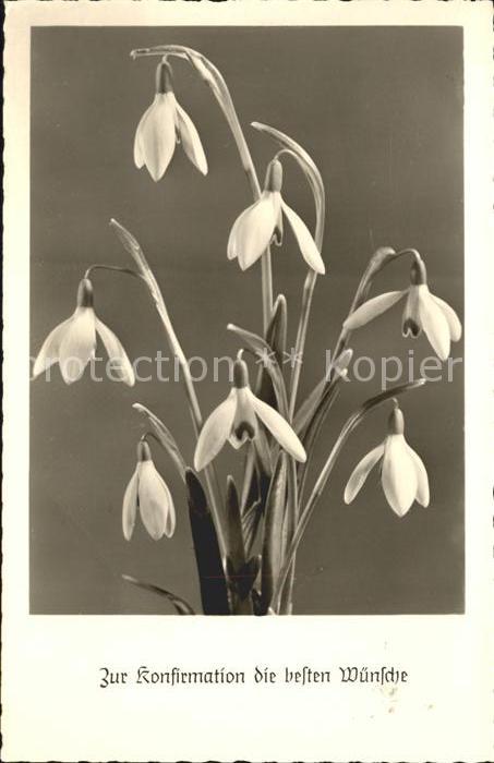 Foto Amag Nr. 70739 Schneeglöckchen Konfirmation