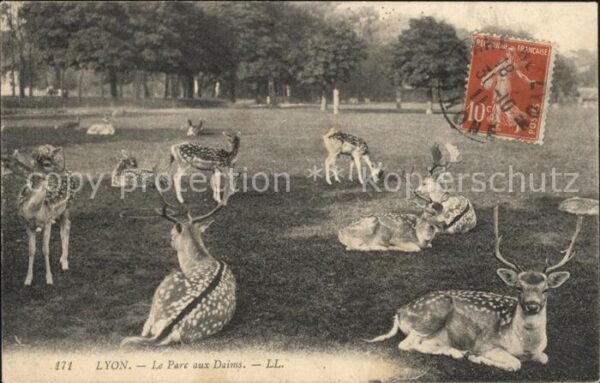 Hirsch Hirsche Lyon Parc aux Daims