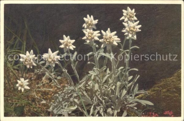 Edelweiss Leontopodium alpinum