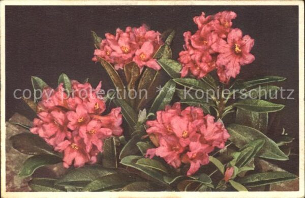 Blumen Rostblättrige Alpenrose