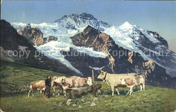 Kuehe Berge Tränke