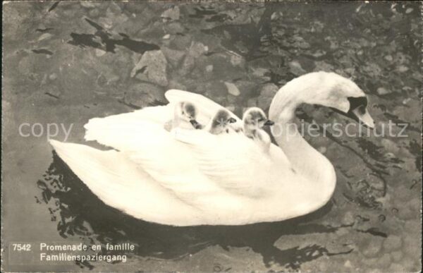 Schwan Schwanenfamilie
