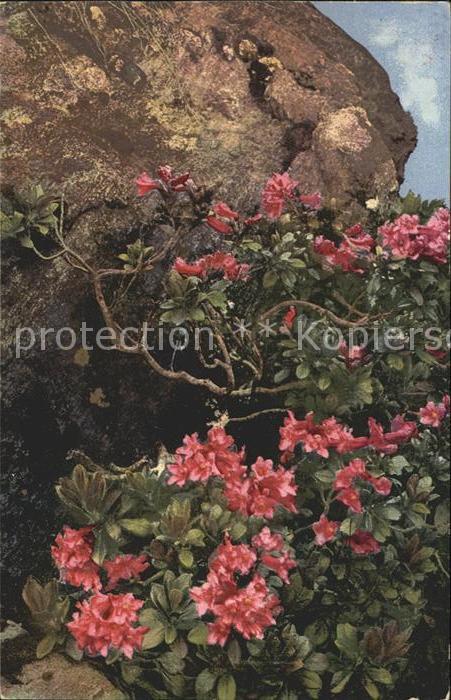 Verlag Photochromie Nr. 897 Rostblättrige Alpenrosen Rhododendr