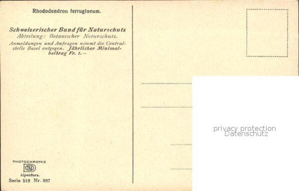 Verlag Photochromie Nr. 897 Rostblättrige Alpenrosen Rhododendr – Bild 2