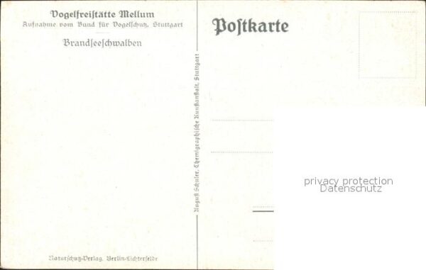 Voegel Brandseeschwalben Vogelfreistätte Mellu – Bild 2