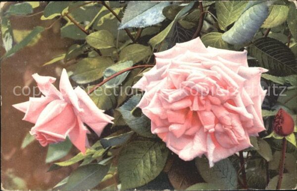 Verlag Photochromie Nr. 5001 Rosen