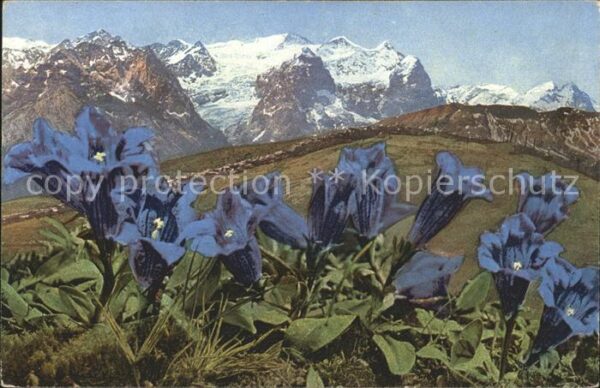 Blumen Stengelloser Enzian Gentiana Kochiana