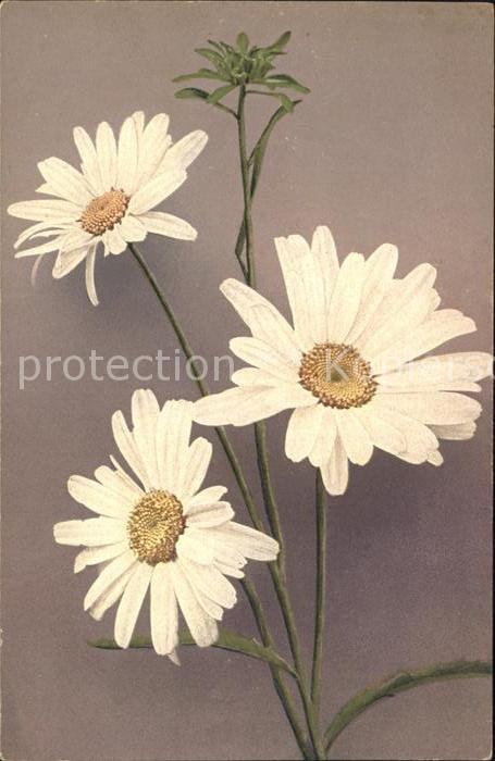 Blumen Margeriten