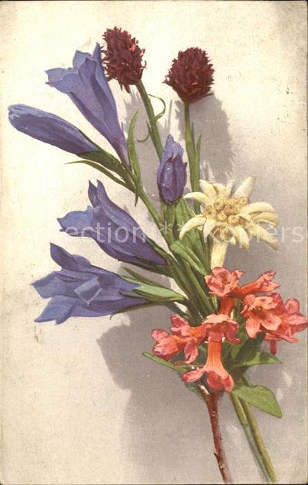 Edelweiss Enzian Männertreu Alpenrosen