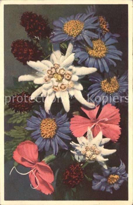 Edelweiss Männertreu Stein-Nelke Alpen-Aster