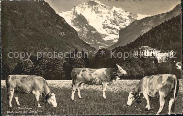 Kuehe Interlaken Höhematte Jungfrau