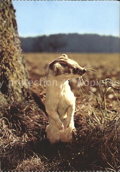 Tiere Wiesel Hermelin Belette Weasel Mustela