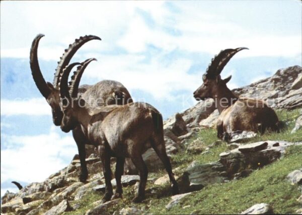 Steinbock Alpensteinböcke Bouquetins Ibexes