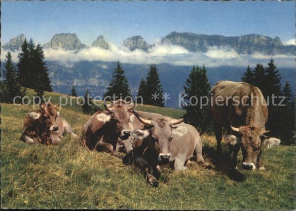 Kuehe Flumserberg Prodalp