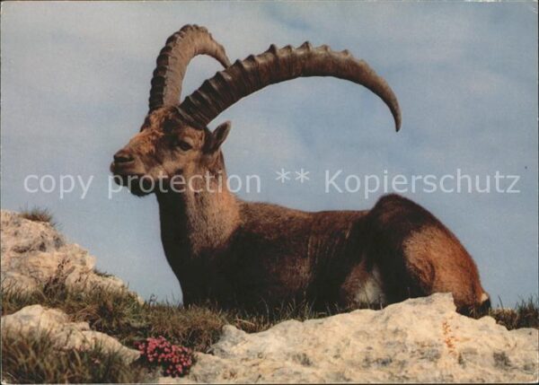 Steinbock Säntisgebiet