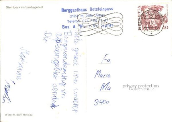 Steinbock Säntisgebiet – Bild 2