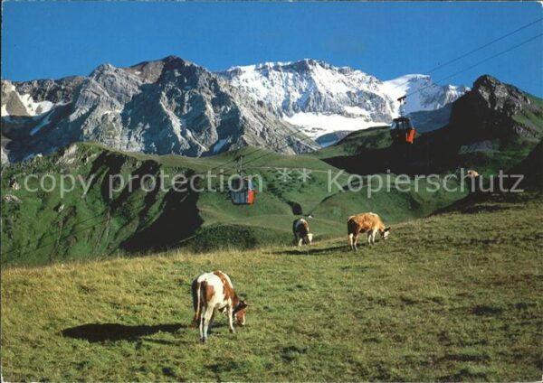 Seilbahn Geils-Hahnenmoos Adelboden Alpweide Amm