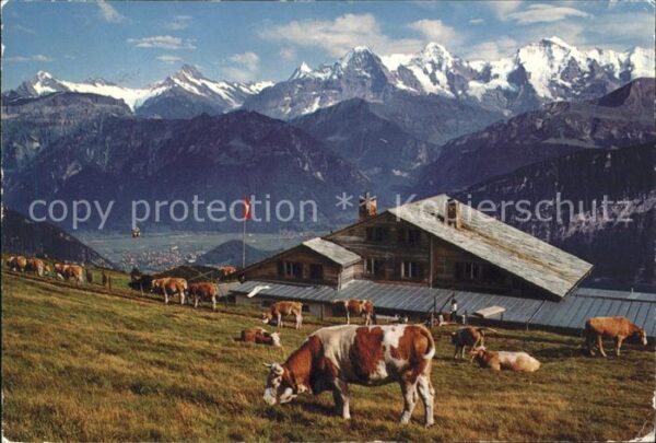 Kuehe Berghaus Niederhorn Beatenberg Wetterho