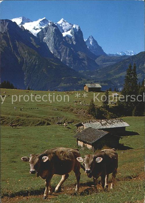 Kuehe Gummenalp Hasliberg Wetterhorngruppe