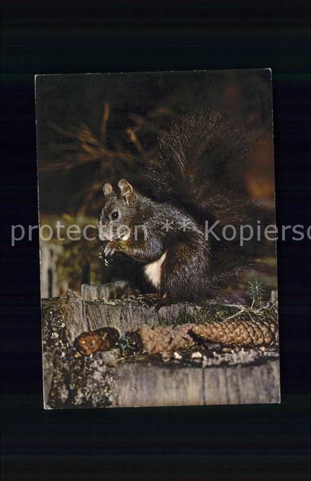 Eichhoernchen Ecureuil Squirrel Eekhoorntje